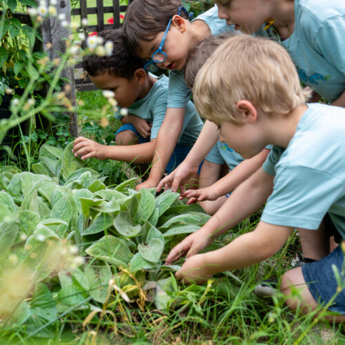 Weinstein JCS - touching lambs ear plant