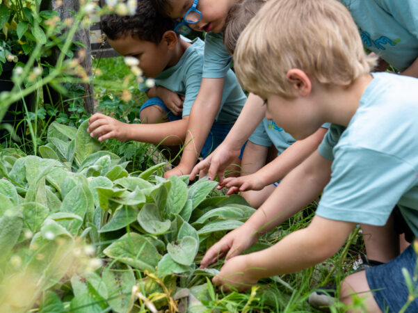 Weinstein JCS - touching lambs ear plant